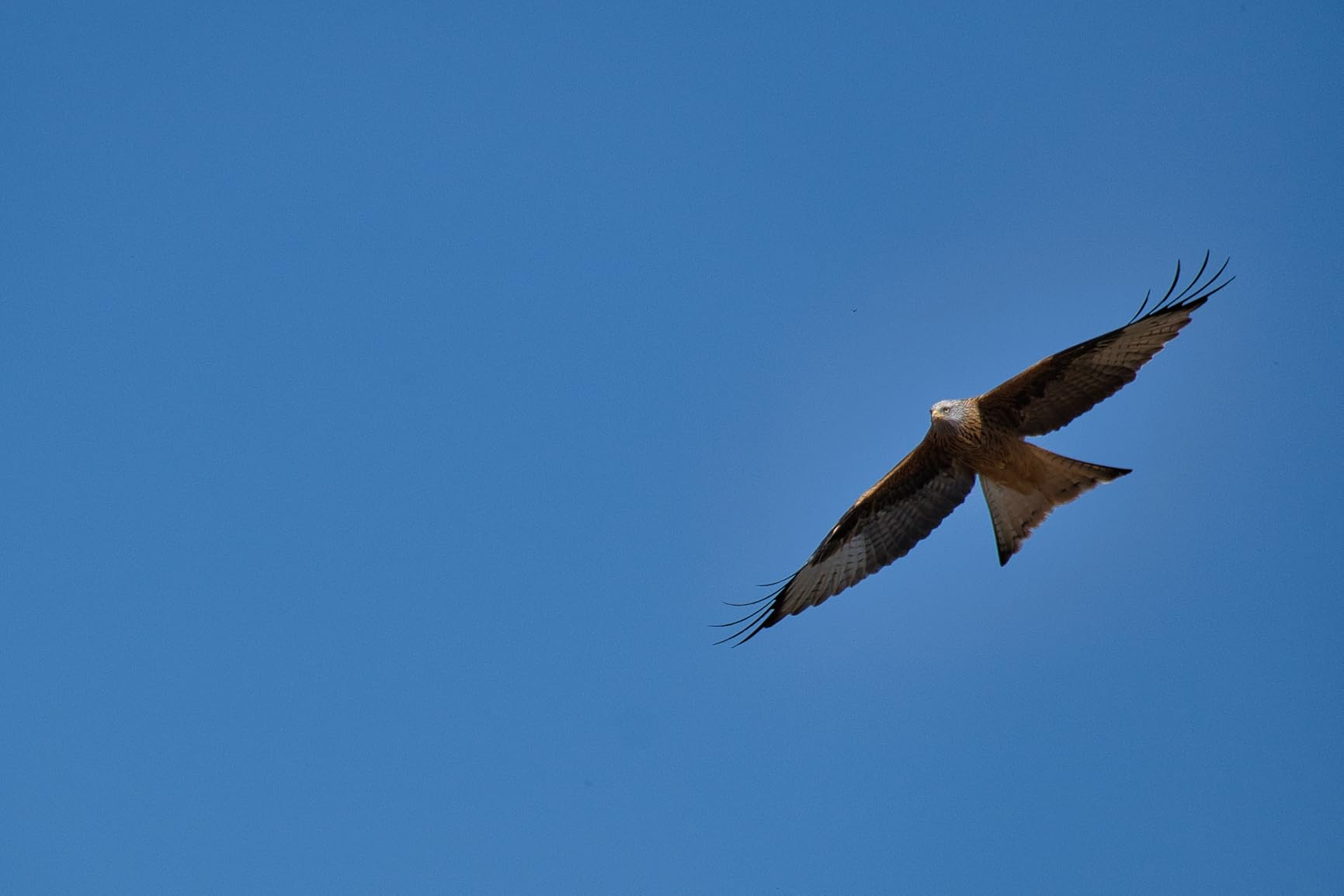 Für Wildlife