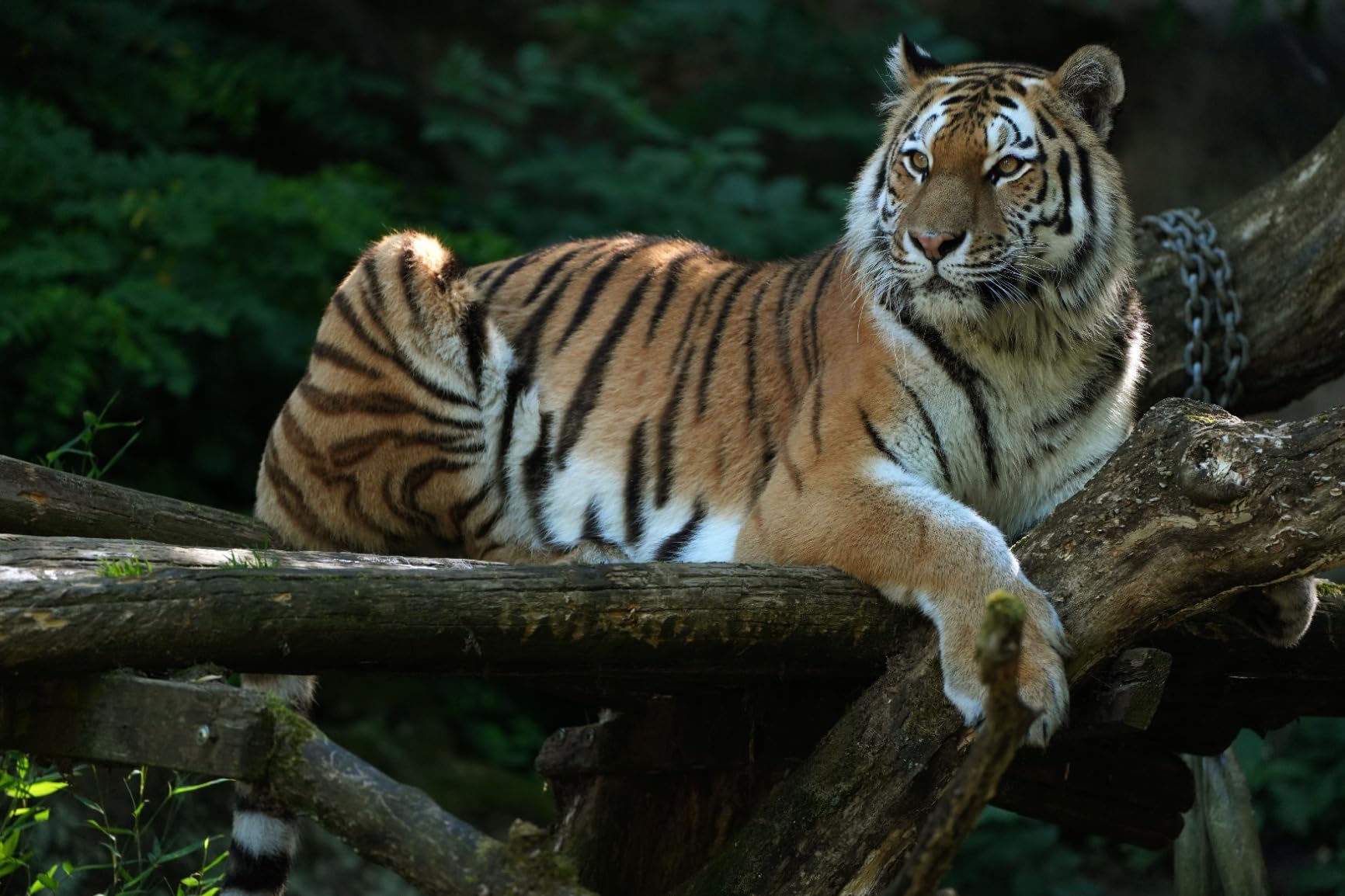 Perfekt für Tierfotografie