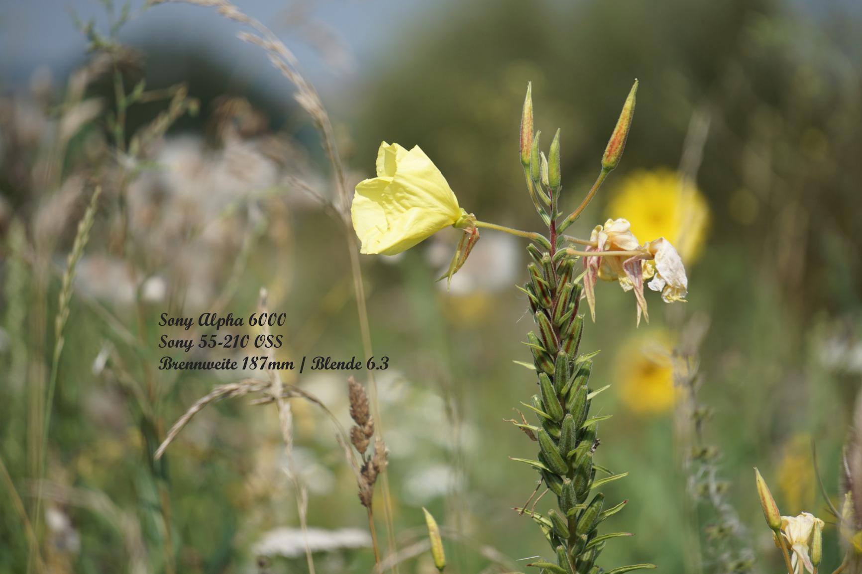 Prima für Tierfotos