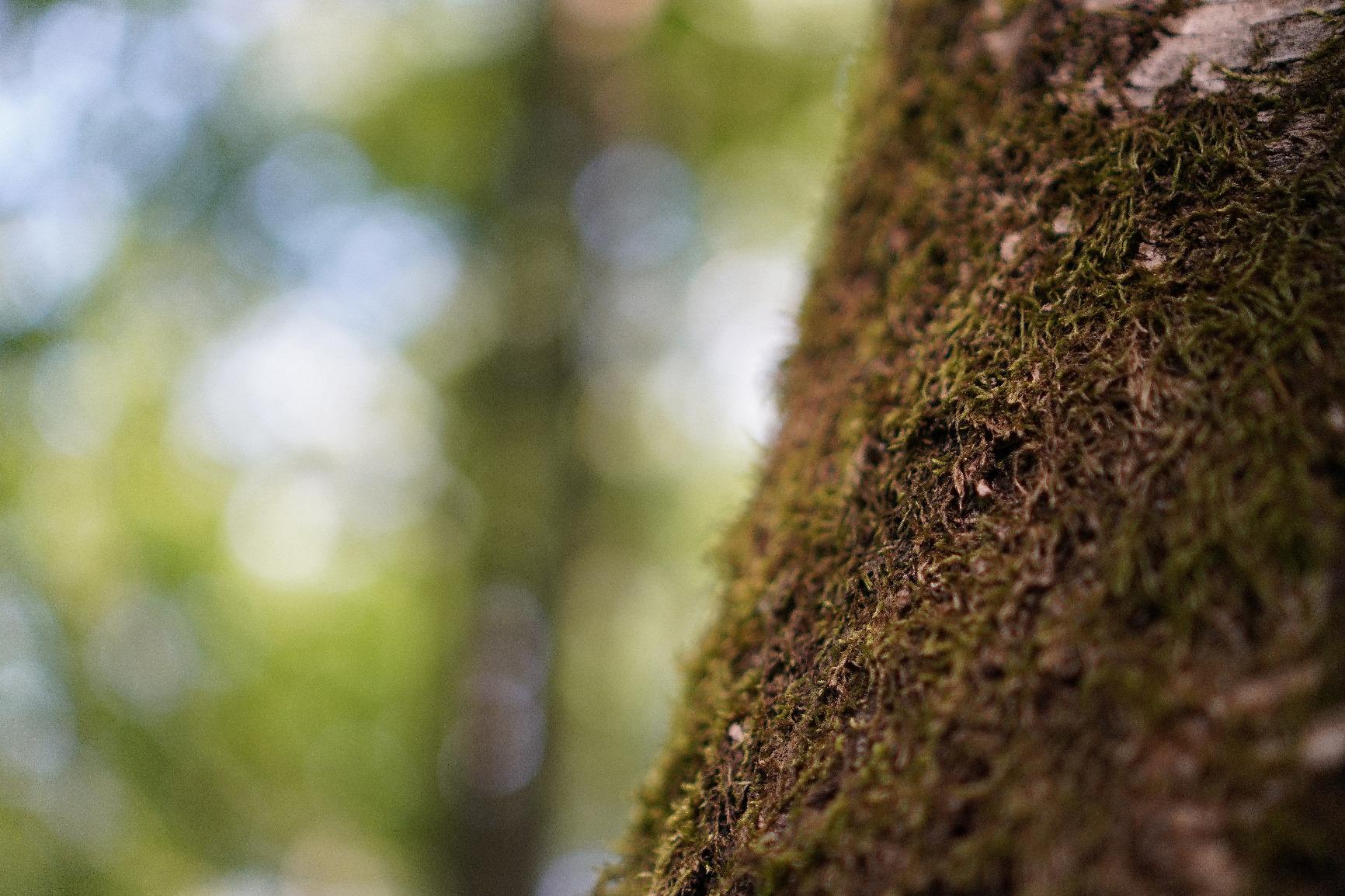 Wunderschönes Bokeh