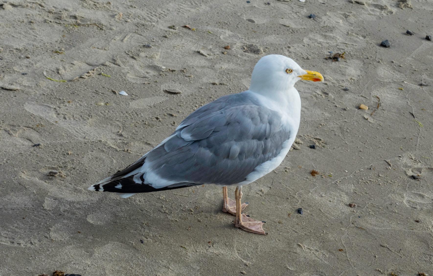 Geil